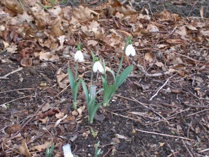 Galanthus elwesii 'Grumpy'